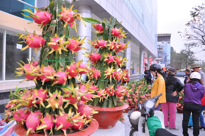 Hai cây thanh long cảnh giá cao nhất với giá gần hai triệu được chủ của hàng để nơi cao nhất.