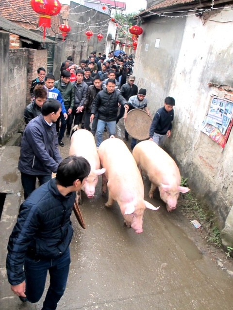 Cả làng nô nức đi đón ông lợn, trước ngày lễ mang ông tế thần, người dân trong xóm sẽ dong ông đi, an ủi ông, hóa kiếp về với thánh. Cả làng nô nức đi đón ông lợn, trước ngày lễ mang ông tế thần, người dân trong xóm sẽ dong ông đi, an ủi ông, hóa kiếp về với thánh.