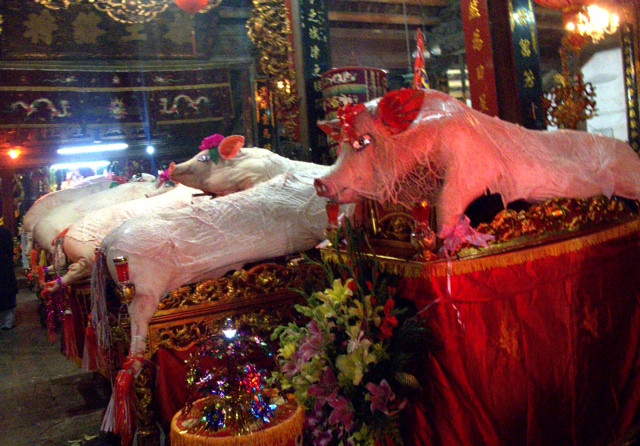 Các “Ông Lợn” được đưa vào cung tế Thành Hoàng. Các “Ông Lợn” được đưa vào cung tế Thành Hoàng.