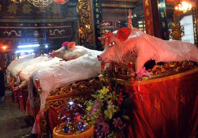Các “Ông Lợn” được đưa vào cung tế Thành Hoàng.