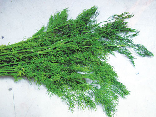 Cây thì là rất tốt cho sức khỏe. Ảnh: thegioiphunu. Cây thì là rất tốt cho sức khỏe. Ảnh: thegioiphunu.