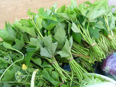 Thương lái Trung Quốc bất ngờ thu mua đọt non và lá khoai lang với số lượng lớn.