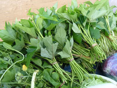 Thương lái Trung Quốc bất ngờ thu mua đọt non và lá khoai lang với số lượng lớn.