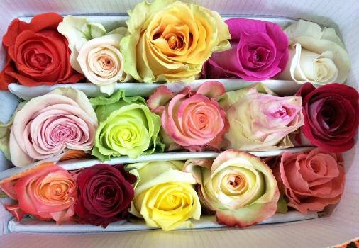 Các mẫu hoa hồng Ecuador đang gây sốt trong giới trẻ. Các mẫu hoa hồng Ecuador đang gây sốt trong giới trẻ.