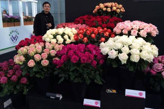Các mẫu hoa hồng nhập ngoại tại một cửa hàng hoa trên đường Hai Bà Trưng (HN). Các mẫu hoa hồng nhập ngoại tại một cửa hàng hoa trên đường Hai Bà Trưng (HN).