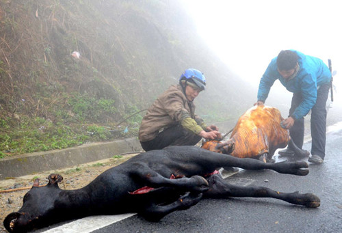 Người dân mổ thịt trâu, nghé chết rét ngay vệ đường. (Ảnh: Báo Lào Cai)