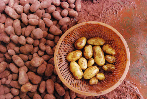 Sau khi rửa đất đỏ, lộ nguyên hình là khoai tây Trung Quốc. Sau khi rửa đất đỏ, lộ nguyên hình là khoai tây Trung Quốc.