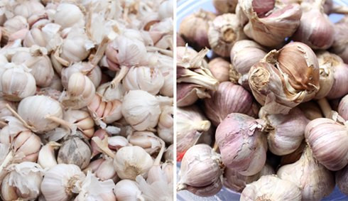 Tỏi Trung Quốc (trái) thường nhiều tép, củ to, vỏ mỏng, rất dễ bóc, có vị hăng, the. Tỏi ta có nhiều loại song củ nhỏ, khó bóc, vị thơm rất đặc trưng.