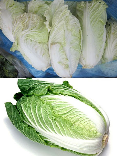 Cải thảo Đà Lạt (trên), bắp tròn trịa. Còn cải thảo Trung Quốc (dưới) lá xanh đậm, thon dài.