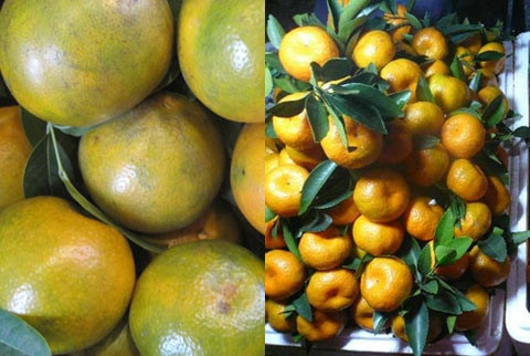 Quýt Việt Nam (trái) vỏ mỏng, thường bị nám. Quýt Trung Quốc vỏ dày, bóng và khi bóc ra 2 đầu múi thường bị khô, chai.