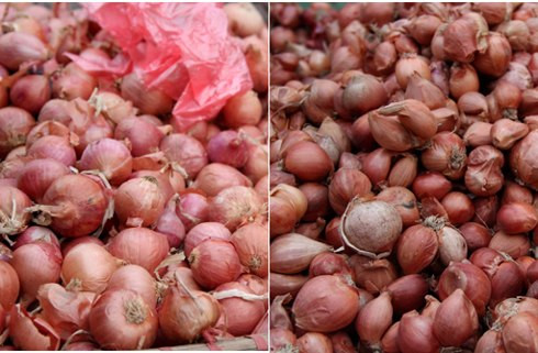 Hành Trung Quốc (trái) củ to, chỉ có một tép, không thơm, vỏ mỏng. Hành ta (phải) thường cỏ vài tép trên một củ, rất thơm, lớp vỏ dày.