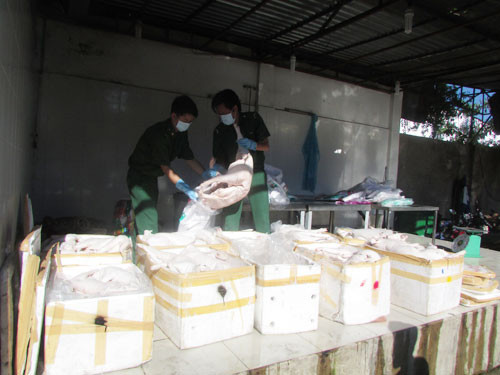 Số thịt và nội tạng heo bẩn bị bắt giữ. Số thịt và nội tạng heo bẩn bị bắt giữ.