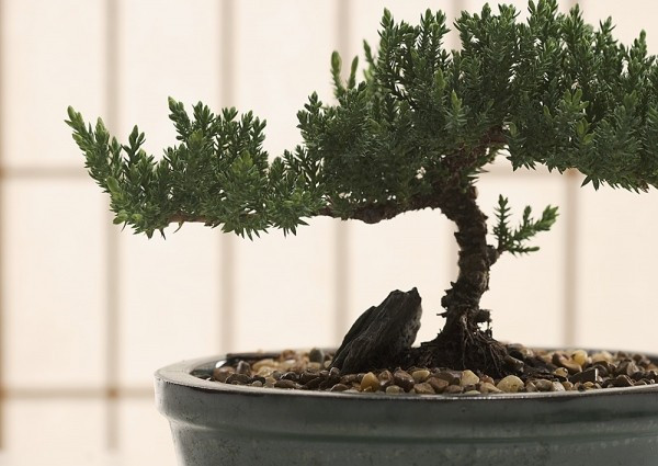 Những viên đá hay sỏi nhỏ được rải xung quanh chậu cây cảnh cũng có thể khiến bé gặp nguy hiểm nếu nuốt vào. Những viên đá hay sỏi nhỏ được rải xung quanh chậu cây cảnh cũng có thể khiến bé gặp nguy hiểm nếu nuốt vào.