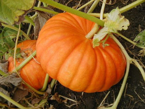 Bí ngô giàu chất chống oxy hóa, beta-carotene, đóng một vai trò quan trọng trong phòng chống ung thư. Bí ngô giàu chất chống oxy hóa, beta-carotene, đóng một vai trò quan trọng trong phòng chống ung thư.