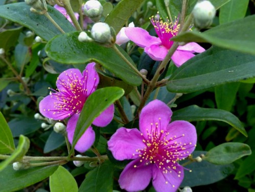 Sim: Theo tài liệu Đông y, cây sim rừng chứa khá nhiều chất sắc. Bên cạnh những sản phẩm từ sim rừng như trà hoa sim, rượu, mật, xi-rô... Không dừng lại ở những ứng dụng trong lĩnh vực thực phẩm, các bộ phận của cây sim rừng, từ thân, lá, rễ đến quả, hoa còn là những bị thuốc tốt đối với sức khỏe. Sim: Theo tài liệu Đông y, cây sim rừng chứa khá nhiều chất sắc. Bên cạnh những sản phẩm từ sim rừng như trà hoa sim, rượu, mật, xi-rô... Không dừng lại ở những ứng dụng trong lĩnh vực thực phẩm, các bộ phận của cây sim rừng, từ thân, lá, rễ đến quả, hoa còn là những bị thuốc tốt đối với sức khỏe.