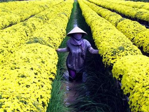 Kim cúc còn gọi là cúc hoa vàng hay hoàng cúc Đông y cho rằng kim cúc vị đắng - cay, tính hơi ôn, tác dụng thanh nhiệt, giải độc, chữa mụn nhọt sưng đau, đau mắt đỏ có sưng, đau đầu chóng mặt, chữa cảm lạnh, cúm, viêm não nhẹ, viêm mũi, viêm da mủ, viêm vú, hoa mắt, huyết áp cao, viêm gan, kiết lỵ, chảy nước mắt nhiều... Kim cúc còn gọi là cúc hoa vàng hay hoàng cúc Đông y cho rằng kim cúc vị đắng - cay, tính hơi ôn, tác dụng thanh nhiệt, giải độc, chữa mụn nhọt sưng đau, đau mắt đỏ có sưng, đau đầu chóng mặt, chữa cảm lạnh, cúm, viêm não nhẹ, viêm mũi, viêm da mủ, viêm vú, hoa mắt, huyết áp cao, viêm gan, kiết lỵ, chảy nước mắt nhiều...