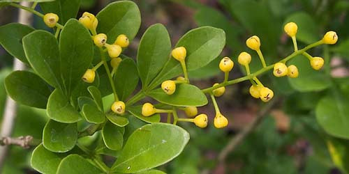 Hoa đỗ quyên: Vị chua ngọt, tính ấm, sắc nước ấm, sắc nước uống có tác dụng trị nôn ra máu, chảy máu mũi. Hoa đỗ quyên trắng hầm với móng giò lợn, chữa chứng ra khí hư… Hoa đỗ quyên: Vị chua ngọt, tính ấm, sắc nước ấm, sắc nước uống có tác dụng trị nôn ra máu, chảy máu mũi. Hoa đỗ quyên trắng hầm với móng giò lợn, chữa chứng ra khí hư…