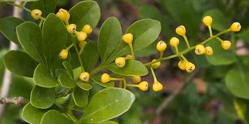 Hoa đỗ quyên: Vị chua ngọt, tính ấm, sắc nước ấm, sắc nước uống có tác dụng trị nôn ra máu, chảy máu mũi. Hoa đỗ quyên trắng hầm với móng giò lợn, chữa chứng ra khí hư… Hoa đỗ quyên: Vị chua ngọt, tính ấm, sắc nước ấm, sắc nước uống có tác dụng trị nôn ra máu, chảy máu mũi. Hoa đỗ quyên trắng hầm với móng giò lợn, chữa chứng ra khí hư…