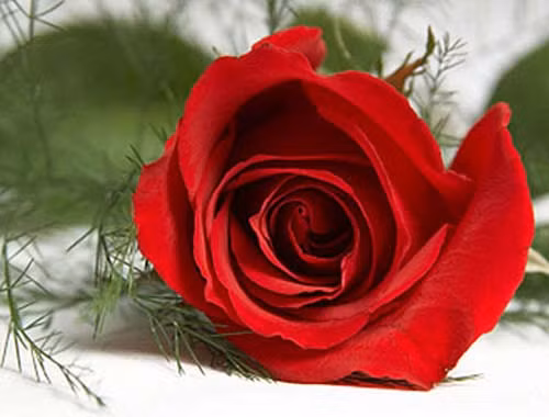 Hoa hồng: Theo y học cổ truyền, hoa hồng có vị ngọt, tính ấm,tác dụng hoạt huyết, điều kinh, tiêu viêm, tiêu sưng. Người Trung Quốc và nhiều nước châu Á đã dùng hoa hồng để chữa bệnh từ rất lâu đời. Hoa hồng: Theo y học cổ truyền, hoa hồng có vị ngọt, tính ấm,tác dụng hoạt huyết, điều kinh, tiêu viêm, tiêu sưng. Người Trung Quốc và nhiều nước châu Á đã dùng hoa hồng để chữa bệnh từ rất lâu đời.