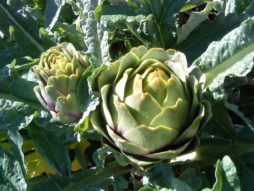 Hoa atisô: Trong Đông y, hoa atisô dùng trong các trường hợp đau gan, đau dạ dày, ăn uống không tiêu, sản phụ ít sữa, tiểu đường thống phong, thấp khớp, suy nhược cơ thể... Hoa atisô có tác dụng bổ dưỡng, kích thích tiêu hóa, lợi gan mật, trợ tim, lợi tiểu, thường dùng nấu canh. Hoa atiso chứa protein, lipid, glucid (chủ yếu là inulaza rất tốt cho bệnh nhân đái tháo đường), mangan, sắt, các vitamin A, B1, B2 và vitamin C, giúp ăn ngon, bổ tâm can, lọc máu giải độc. Người ta còn chẻ hoa atisô nhỏ ra, rồi hầm với xương, thịt heo hoặc thịt bò ăn rất tốt. Hoa atisô: Trong Đông y, hoa atisô dùng trong các trường hợp đau gan, đau dạ dày, ăn uống không tiêu, sản phụ ít sữa, tiểu đường thống phong, thấp khớp, suy nhược cơ thể... Hoa atisô có tác dụng bổ dưỡng, kích thích tiêu hóa, lợi gan mật, trợ tim, lợi tiểu, thường dùng nấu canh. Hoa atiso chứa protein, lipid, glucid (chủ yếu là inulaza rất tốt cho bệnh nhân đái tháo đường), mangan, sắt, các vitamin A, B1, B2 và vitamin C, giúp ăn ngon, bổ tâm can, lọc máu giải độc. Người ta còn chẻ hoa atisô nhỏ ra, rồi hầm với xương, thịt heo hoặc thịt bò ăn rất tốt.