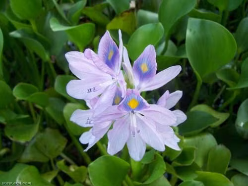 Hoa bèo tây: Hoa hơi ngọt, tính mát, có tác dụng an thần, lợi tiểu, giải độc, trừ phong nhiệt. Khi ho hen ho đàm hoặc ho gió, chưng một nắm hoa với đường phèn uống, kết hợp thêm hoa hoè hoa khế càng tốt. Người cao huyết áp mãn tính dùng hoa chế trà uống mỗi ngày cũng có tác dụng bình ổn. Hoa bèo tây: Hoa hơi ngọt, tính mát, có tác dụng an thần, lợi tiểu, giải độc, trừ phong nhiệt. Khi ho hen ho đàm hoặc ho gió, chưng một nắm hoa với đường phèn uống, kết hợp thêm hoa hoè hoa khế càng tốt. Người cao huyết áp mãn tính dùng hoa chế trà uống mỗi ngày cũng có tác dụng bình ổn.