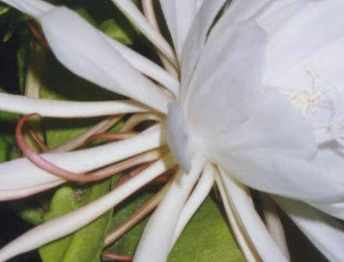 Hoa quỳnh: Hoa quỳnh chữa được rất nhiều bệnh như: sỏi thận, niệu quản, bàng quang theo kinh nghiệm dân gian: Hoa quỳnh thu hái lúc mới nở, để tươi hoặc phơi, thái nhỏ, tẩm mật, sao vàng. Hãm với nước sôi như pha trà hoặc sắc với 200 ml nước còn 50 ml, uống 1 lần trong ngày. Liều dùng hằng ngày: 20-30 g, dùng liền trong vài tuần. Hoa quỳnh: Hoa quỳnh chữa được rất nhiều bệnh như: sỏi thận, niệu quản, bàng quang theo kinh nghiệm dân gian: Hoa quỳnh thu hái lúc mới nở, để tươi hoặc phơi, thái nhỏ, tẩm mật, sao vàng. Hãm với nước sôi như pha trà hoặc sắc với 200 ml nước còn 50 ml, uống 1 lần trong ngày. Liều dùng hằng ngày: 20-30 g, dùng liền trong vài tuần.