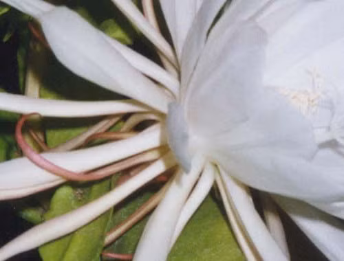 Hoa quỳnh: Hoa quỳnh chữa được rất nhiều bệnh như: sỏi thận, niệu quản, bàng quang theo kinh nghiệm dân gian: Hoa quỳnh thu hái lúc mới nở, để tươi hoặc phơi, thái nhỏ, tẩm mật, sao vàng. Hãm với nước sôi như pha trà hoặc sắc với 200 ml nước còn 50 ml, uống 1 lần trong ngày. Liều dùng hằng ngày: 20-30 g, dùng liền trong vài tuần. Hoa quỳnh: Hoa quỳnh chữa được rất nhiều bệnh như: sỏi thận, niệu quản, bàng quang theo kinh nghiệm dân gian: Hoa quỳnh thu hái lúc mới nở, để tươi hoặc phơi, thái nhỏ, tẩm mật, sao vàng. Hãm với nước sôi như pha trà hoặc sắc với 200 ml nước còn 50 ml, uống 1 lần trong ngày. Liều dùng hằng ngày: 20-30 g, dùng liền trong vài tuần.