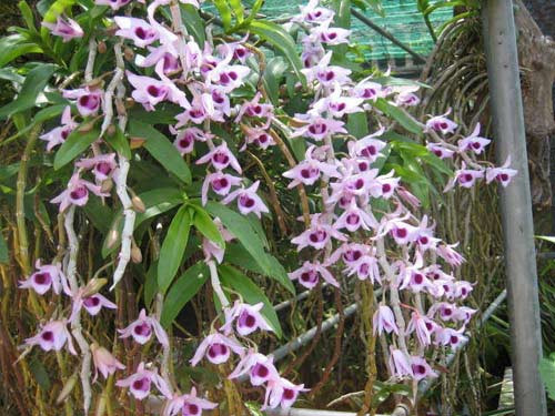 Lan Phi Diệp còn có tên gọi khác như Hoàng thảo đùi gà, Hoàng thảo cẳng gà, Hoàng thảo dẹt, Huỳnh thảo, Co vàng sào (Thái), lan Phi điệp, Phi điệp kép. Cây được dùng trong y học cổ truyền với tên thuốc là Thạch hộc hay Kẹp thảo. Có tác dụng chữa chứng suy nhược cơ thể, thần kinh suy nhược, đau họng và yếu sinh lý ở nam giới. Cây được dùng trong y học cổ truyền với tên thuốc là thạch hộc hay kẹp thảo. Lan Phi Diệp còn có tên gọi khác như Hoàng thảo đùi gà, Hoàng thảo cẳng gà, Hoàng thảo dẹt, Huỳnh thảo, Co vàng sào (Thái), lan Phi điệp, Phi điệp kép. Cây được dùng trong y học cổ truyền với tên thuốc là Thạch hộc hay Kẹp thảo. Có tác dụng chữa chứng suy nhược cơ thể, thần kinh suy nhược, đau họng và yếu sinh lý ở nam giới. Cây được dùng trong y học cổ truyền với tên thuốc là thạch hộc hay kẹp thảo.