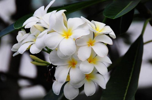 Hoa đại (hoa sứ): Cây hoa đại hay còn gọi là bông sứ, tên khoa học của cây là Plumeria rubra L.var.acutiforia Bailey, thuộc họ Trúc Đào. Theo Đông y, hoa đại có tác dụng thông phế khí, tiêu đàm, thanh nhiệt, giải độc. Thời xưa, dân gian sử dụng hoa đại phơi khô để dùng làm thuốc chữa ho, kiết lị, đi lỏng. Ngày nay, hoa đại còn được dùng để trị cao huyết áp... Hoa đại (hoa sứ): Cây hoa đại hay còn gọi là bông sứ, tên khoa học của cây là Plumeria rubra L.var.acutiforia Bailey, thuộc họ Trúc Đào. Theo Đông y, hoa đại có tác dụng thông phế khí, tiêu đàm, thanh nhiệt, giải độc. Thời xưa, dân gian sử dụng hoa đại phơi khô để dùng làm thuốc chữa ho, kiết lị, đi lỏng. Ngày nay, hoa đại còn được dùng để trị cao huyết áp...