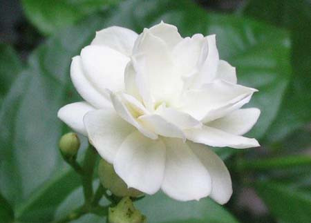 Hoa nhài: Hoa nhài có thể trị đau đầu và ho. Biện pháp sử dụng hoa nhài đơn giản nhất là uống trà hoa nhài. Trà hoa nhài có thể được sử dụng để điều trị đau đầu, ho và bệnh thấp khớp… Hoa nhài: Hoa nhài có thể trị đau đầu và ho. Biện pháp sử dụng hoa nhài đơn giản nhất là uống trà hoa nhài. Trà hoa nhài có thể được sử dụng để điều trị đau đầu, ho và bệnh thấp khớp…