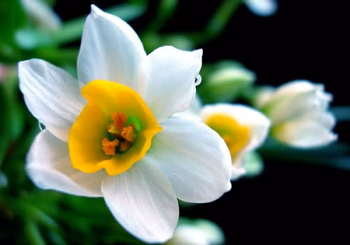 Hoa thủy tiên: Ít ai có thể biết rằng thủy tiên với vẻ đẹp quý phái, hương thơm dịu mát không chỉ tô điểm cho hương vị ngày xuân thêm ấm áp mà còn được dùng làm thuốc. Theo dược học cổ truyền, Hoa thủy tiên vị đạm, tính mát; rễ cây hoa vị đắng, tính lạnh, có công dụng khứ phong, thanh nhiệt, hoạt huyết điều kinh, tiêu thũng giải độc. Được dùng chữa kinh nguyệt không đều, mụn nhọt, viêm loét tuyến vú, quai bị viêm hạch… Hoa thủy tiên: Ít ai có thể biết rằng thủy tiên với vẻ đẹp quý phái, hương thơm dịu mát không chỉ tô điểm cho hương vị ngày xuân thêm ấm áp mà còn được dùng làm thuốc. Theo dược học cổ truyền, Hoa thủy tiên vị đạm, tính mát; rễ cây hoa vị đắng, tính lạnh, có công dụng khứ phong, thanh nhiệt, hoạt huyết điều kinh, tiêu thũng giải độc. Được dùng chữa kinh nguyệt không đều, mụn nhọt, viêm loét tuyến vú, quai bị viêm hạch…