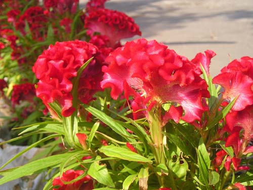 Hoa mào gà: Theo Đông y, hoa mào gà đỏ có vị ngọt, tính mát, có tác dụng thanh nhiệt, chỉ huyết, chỉ lỵ. Dùng chữa trĩ lậu hạ huyết, xích bạch hạ lỵ, thổ huyết. Hoa mào gà: Theo Đông y, hoa mào gà đỏ có vị ngọt, tính mát, có tác dụng thanh nhiệt, chỉ huyết, chỉ lỵ. Dùng chữa trĩ lậu hạ huyết, xích bạch hạ lỵ, thổ huyết.