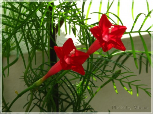 Tóc tiên leo: Theo Đông y, tóc tiên leo có vị ngọt đắng, tính hàn, có tác dụng dưỡng âm, thanh nhiệt, nhuận táo, sinh tân hóa đờm, lợi tiểu. Hạt có tác dụng nhuận tràng. Một số bài thuốc thường dùng: Chữa cảm sốt gây háo khát; Chữa táo bón; Chữa các chứng tân dịch hao tổn, miệng khô khát sau ốm dậy, da xanh, gầy, người mệt mỏi … Tóc tiên leo: Theo Đông y, tóc tiên leo có vị ngọt đắng, tính hàn, có tác dụng dưỡng âm, thanh nhiệt, nhuận táo, sinh tân hóa đờm, lợi tiểu. Hạt có tác dụng nhuận tràng. Một số bài thuốc thường dùng: Chữa cảm sốt gây háo khát; Chữa táo bón; Chữa các chứng tân dịch hao tổn, miệng khô khát sau ốm dậy, da xanh, gầy, người mệt mỏi …