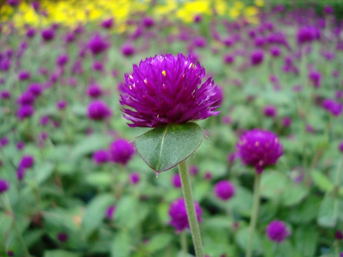 Hoa cúc bách nhật: Theo y học cổ truyền, cúc bách nhật vị ngọt tính bình có công dụng thanh can tán kết (làm mát tạng can và làm mất hiện tượng kết tụ), làm sáng mắt, ngừng ho hen, chữa đau đầu.... Hoa cúc bách nhật: Theo y học cổ truyền, cúc bách nhật vị ngọt tính bình có công dụng thanh can tán kết (làm mát tạng can và làm mất hiện tượng kết tụ), làm sáng mắt, ngừng ho hen, chữa đau đầu....