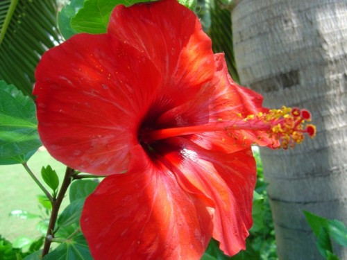 Hoa dâm bụt: Dược liệu này vị ngọt, trơn nhầy, tính bình, không độc, có tác dụng thanh nhiệt, lợi tiểu, giải độc, tiêu sưng… Hoa dâm bụt: Dược liệu này vị ngọt, trơn nhầy, tính bình, không độc, có tác dụng thanh nhiệt, lợi tiểu, giải độc, tiêu sưng…