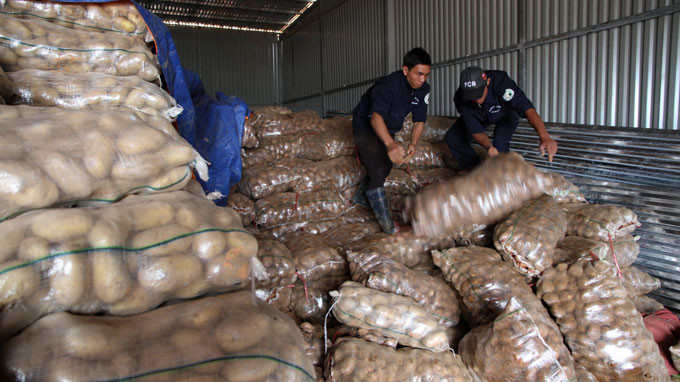 Bên trong kho hàng chứa hơn 50 tấn khoai tây Trung Quốc.