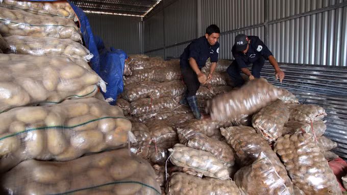 Bên trong kho hàng chứa hơn 50 tấn khoai tây Trung Quốc.