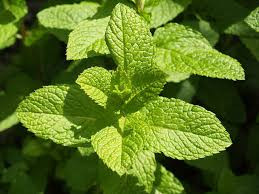 Bạc hà được dùng điều trị chứng khó tiêu, cơn đau bụng, chứng ợ nóng và đầy hơi.