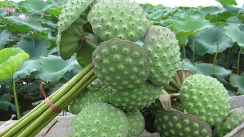 Trung bình, cứ một ao-xơ hạt sen khô (28 gam) cung cấp khoảng 5 gam protein chất lượng cao.