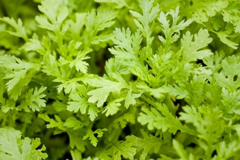 Cải cúc có công hiệu chữa trị ho lâu ngày, làm tán phong nhiệt, chữa đau mắt,... Cải cúc có công hiệu chữa trị ho lâu ngày, làm tán phong nhiệt, chữa đau mắt,...