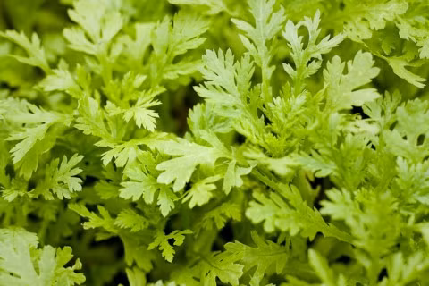 Cải cúc có công hiệu chữa trị ho lâu ngày, làm tán phong nhiệt, chữa đau mắt,...