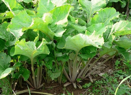 Ảnh minh họa. Ảnh minh họa.