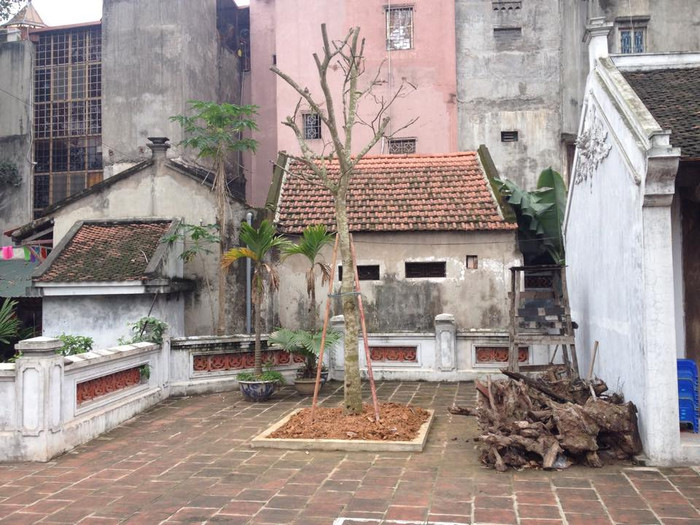 Cây muỗm mới được trồng ở đền Voi Phục (Ảnh: Phong Nguyên)