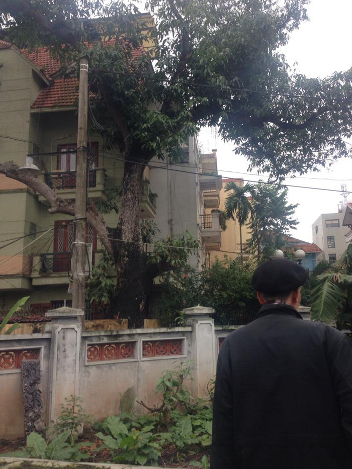 Cây muỗm duy nhất còn sống sót (Ảnh: Phong Nguyên)