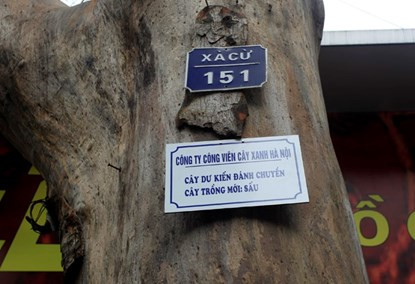 Công ty Công viên cây xanh Hà Nội đã gắn biển trên những cây dự kiến chặt hạ, đánh chuyển, thay thế cây mới trên một số tuyến phố Thủ đô (Ảnh: Dân Việt) Công ty Công viên cây xanh Hà Nội đã gắn biển trên những cây dự kiến chặt hạ, đánh chuyển, thay thế cây mới trên một số tuyến phố Thủ đô (Ảnh: Dân Việt)