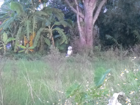 Chó đá nằm lạnh lẽo nhìn ra nghĩa trang.