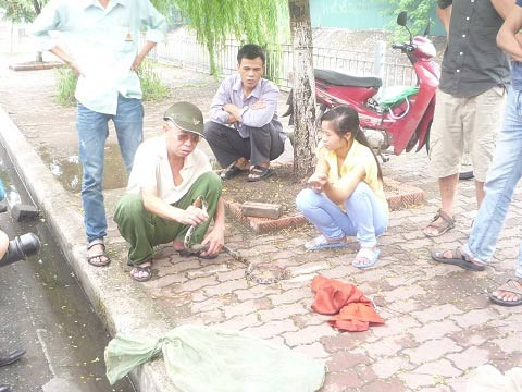 Công khai bán rắn trên vỉa hè Thủ đô ảnh 2 Công khai bán rắn trên vỉa hè Thủ đô, Tin tức trong ngày, ban ran, ban dong vat, ran, ran quy, bao, tin tuc, tin hot, tin hay, vn