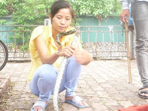 Công khai bán rắn trên vỉa hè Thủ đô ảnh 1 Công khai bán rắn trên vỉa hè Thủ đô, Tin tức trong ngày, ban ran, ban dong vat, ran, ran quy, bao, tin tuc, tin hot, tin hay, vn