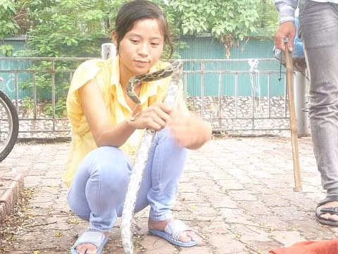 Công khai bán rắn trên vỉa hè Thủ đô, Tin tức trong ngày, ban ran, ban dong vat, ran, ran quy, bao, tin tuc, tin hot, tin hay, vn