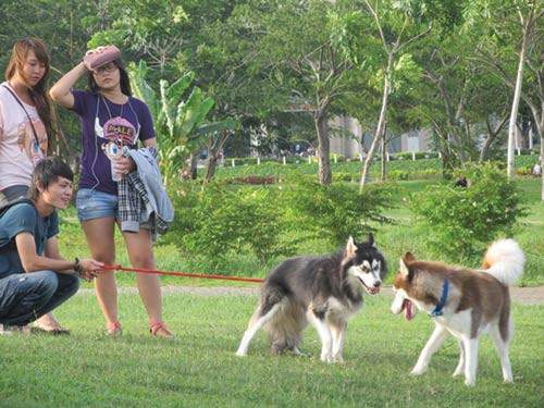 Những chú chó cảnh đắt tiền đang trở thành món mồi ngon cho bọn trộm chó - Ảnh: Công Nguyên Những chú chó cảnh đắt tiền đang trở thành món mồi ngon cho bọn trộm chó - Ảnh: Công Nguyên